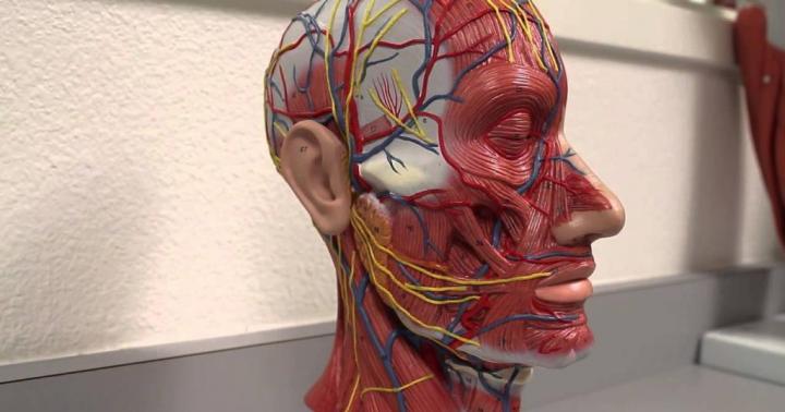Мимические нервы лица. Тройничный нерв. Анатомическая структура лица